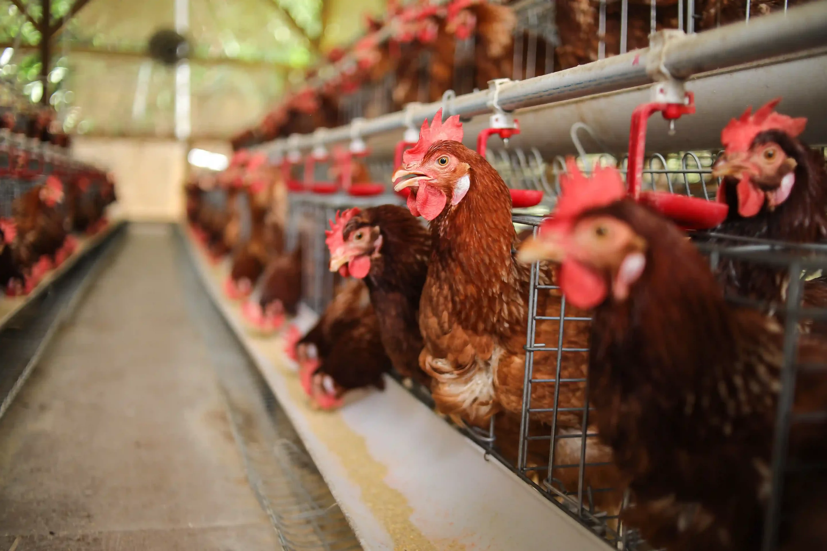 modern poultry farm